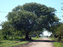 Cayasta